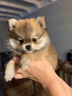 Prachtig mooi en pluizig reutje te koop., Rabiës (hondsdolheid), Reu, 8 tot 15 weken, Eén hond