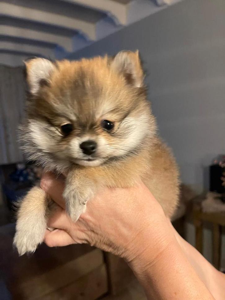 Prachtig mooi en pluizig reutje te koop., Dieren en Toebehoren, Honden | Chihuahua's en Gezelschapshonden, Reu, Particulier, Eén hond