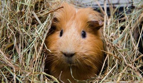 Cavia opvang aangeboden, Dieren en Toebehoren, Knaagdieren, Geslacht onbekend, Cavia, Voor 1 juli 2024