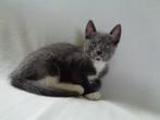 Lieve grijs/witte kitten te koop, Dieren en Toebehoren, Katten en Kittens | Overige Katten, Poes, Kortharig, 0 tot 2 jaar