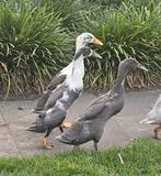 Drie Indische loopeenden woerden, Dieren en Toebehoren, Meerdere dieren, Eend