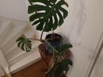 mooie Monstera plant ! 5 EURO MOET WEG, Ophalen of Verzenden, Overige soorten