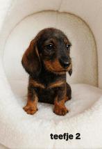 Super mooi gezonde dwergtekkel teckel pups. Ook CHOCO !!!, Dieren en Toebehoren, Honden | Teckels en Dashonden, 8 tot 15 weken