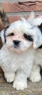 Leuke Boomer pup, Dieren en Toebehoren, Honden | Chihuahua's en Gezelschapshonden, Overige rassen, 8 tot 15 weken, CDV (hondenziekte)