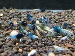 Blue Devil/Steel Orange Eyes | Caridina garnalen, Dieren en Toebehoren, Vissen | Aquariumvissen, Zoetwatervis, Kreeft, Krab of Garnaal