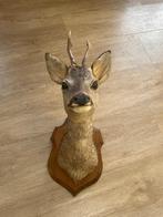 Opgezette reebok kop, Huis en Inrichting, Woonaccessoires | Overige, Ophalen, Zo goed als nieuw