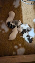 Jack russel pups, Dieren en Toebehoren, Honden | Jack Russells en Terriërs, Rabiës (hondsdolheid), Jack Russell Terriër, 8 tot 15 weken