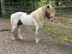 Te koop, hengst, NMPRS,BMP,minipaard,miniatuurpaard,pony, Hengst