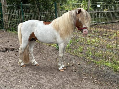 Te koop, hengst, NMPRS,BMP,minipaard,miniatuurpaard,pony, Dieren en Toebehoren, Paarden en Pony's | Dekhengsten en Fokmerries