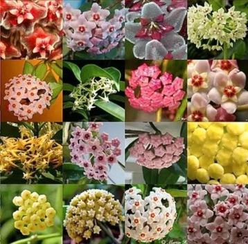 Stekken van Hoya planten, 3 voor 5 euro beschikbaar voor biedingen