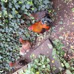 Wyandotta kriel toompje., Dieren en Toebehoren, Pluimvee, Vrouwelijk, Kip