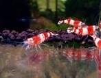 Crystal Red garnalen, 34 stuks. Op leidingwater!, Dieren en Toebehoren, Vissen | Aquariumvissen, Kreeft, Krab of Garnaal