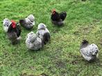 Broedeieren🐣Orpington kriel, Dieren en Toebehoren, Pluimvee, Geslacht onbekend, Kip