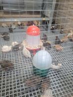 Jumbo kwartels meer dan 50 stuk, Dieren en Toebehoren, Vogels | Kanaries, Meerdere dieren, Zangkanarie