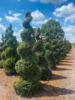 sierplanten, Tuin en Terras, Planten | Bomen, In pot, Bloeit niet, Halfschaduw, 100 tot 250 cm