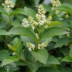 Ligustrum ovalifolium Haagliguster wintergroen snelle groei, Tuin en Terras, Overige soorten, Vaste plant, Verzenden, Halfschaduw