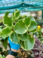Peperomia obtusifolia 'Variegata' - Lepelplant, Overige soorten, In pot, Minder dan 100 cm, Groene kamerplant