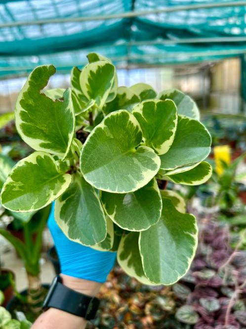 Peperomia obtusifolia 'Variegata' - Lepelplant, Huis en Inrichting, Kamerplanten, Overige soorten, Minder dan 100 cm, Groene kamerplant
