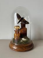 Acherontia Lachesis moth, Ophalen