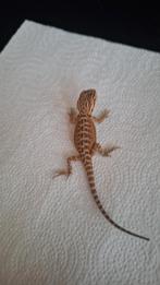 Baardagaam (pogona vitticeps disigner mix), 0 tot 2 jaar, Hagedis