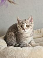 Te koop kittens britse korthaar x blue golden shaded, Dieren en Toebehoren, Katten en Kittens | Raskatten | Korthaar, Meerdere dieren