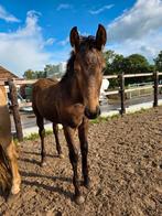 Knappe jaarling merrie en hengstveulen beide voor €6500, Minder dan 160 cm, Niet van toepassing, Dressuurpaard, 0 tot 2 jaar