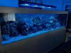 Groot zeeaquarium 3 meter, Dieren en Toebehoren, Ophalen, Zo goed als nieuw, Leeg aquarium