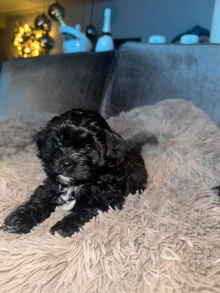 Chipoo pup reutje mag het nestje verlaten (Maltipoo), Dieren en Toebehoren, Honden | Chihuahua's en Gezelschapshonden, Meerdere dieren