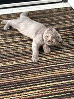 Scottish Fold, Dieren en Toebehoren, Poes