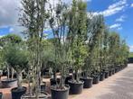 Meerstammige steeneik - Quercus ilex 450/500 cm te koop!!!, Tuin en Terras, In pot, Zomer, Overige soorten, Volle zon