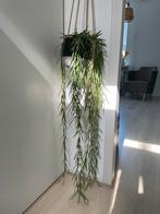Hangkunstplant inclusief hangpot, Ophalen, Zo goed als nieuw, Binnen