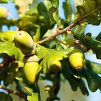 **ACTIE** Quercus robur, zomer eik, inheems, Ophalen of Verzenden, Lente, Volle zon, Bolboom