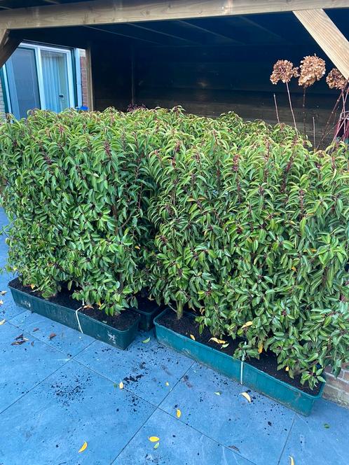 Portugese laurier kant en klaar hagen 100x100/110 cm hoog, Tuin en Terras, Planten | Struiken en Hagen, Laurier, 100 tot 250 cm