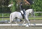 Andalusier ruin, Minder dan 160 cm, Ruin, L, 11 jaar of ouder