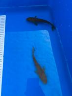 2 schubkarpers 15cm, Dieren en Toebehoren, Vissen | Vijvervissen, Karper of Koi