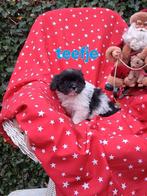 Te koop mooie kleinblijvende boomer pups, Overige rassen, CDV (hondenziekte), 8 tot 15 weken, Meerdere