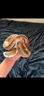 1.0 Male Piebald het Desert Ghost het Clown ball python, Dieren en Toebehoren, Reptielen en Amfibieën, Slang