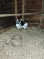 Trio wyandotte kippen, Dieren en Toebehoren, Pluimvee, Meerdere dieren, Kip