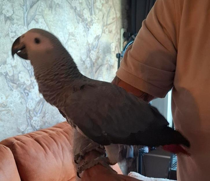 Jonge grijze roodstaart, Dieren en Toebehoren, Vogels | Parkieten en Papegaaien, Papegaai, Mannelijk, Geringd