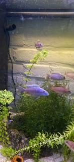 Sciaenochromis fryeri iceberg, Dieren en Toebehoren, Vissen | Aquariumvissen, Vis