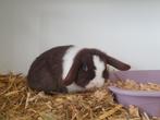Engels Mini Lop hangoor konijntje, Vrouwelijk, Dwerg, Hangoor