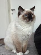 ragdoll herplaatser, Dieren en Toebehoren, Katten en Kittens | Raskatten | Langhaar, Kater, Ontwormd, 0 tot 2 jaar