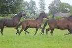 Goedkope stalling door meehelpen? Fok of rijpaard, Dieren en Toebehoren, Stalling en Weidegang, Weidegang