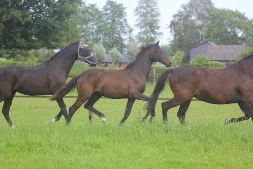 Goedkope stalling door meehelpen? Fok of rijpaard, Dieren en Toebehoren, Stalling en Weidegang, Opfok, Stalling, Weidegang