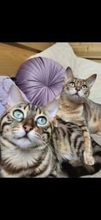 Bengaal (herplaatsers), Poes, Gechipt