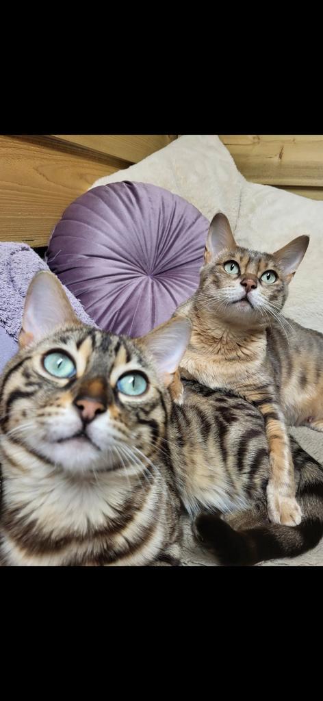 Bengaal (herplaatsers), Dieren en Toebehoren, Katten en Kittens | Raskatten | Korthaar, Poes, Gechipt, Ontwormd, Ingeënt