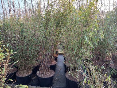 niet woekerende zwarte bamboe fargesia black pearl, Tuin en Terras, Planten | Struiken en Hagen, Bamboe, Ophalen