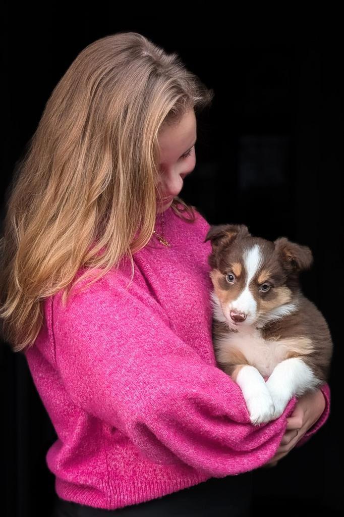 Raszuivere 𝗯𝗼𝗿𝗱𝗲𝗿 𝗰𝗼𝗹𝗹𝗶𝗲 pups zoeken baasjes 🤎, Dieren en Toebehoren, Honden | Herdershonden en Veedrijvers, Meerdere dieren