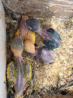 Personatas, Meerdere dieren, Dwergpapegaai of Agapornis, Geringd