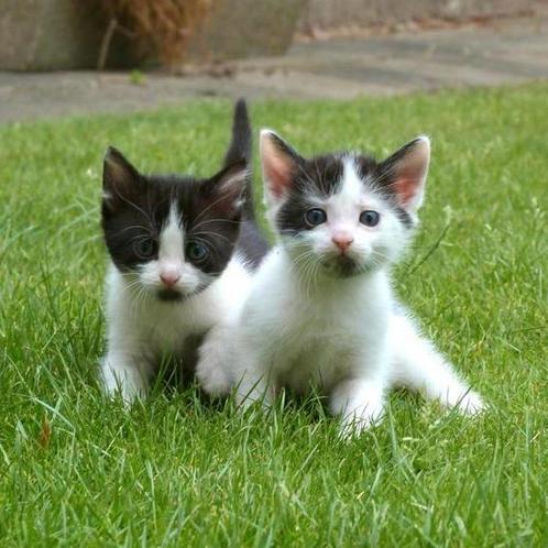 Super lieve knappe kittens te koop!, Dieren en Toebehoren, Katten en Kittens | Overige Katten, Kortharig, Meerdere dieren, 0 tot 2 jaar